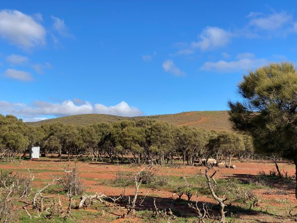 Graves Gully campsite