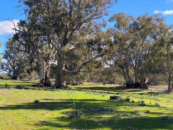 Gum Creek campsite